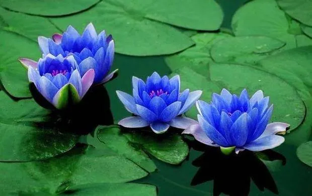 blue-lotus-absolute-32228003741876_0a4d8f91-e6bd-498a-b2ec-04a59c2cbc6f_1200x1200